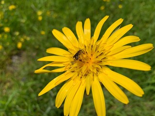 yellow dandelion flower