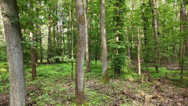 Wald