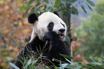 Obraz premium Close up Giant Panda, Shenshuping, Wolong Panda Base