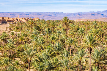 Palm trees in green oasis in desert arid landscape between Agdz and Zagora towns in Atlas Mountains, Morocco, North Africa