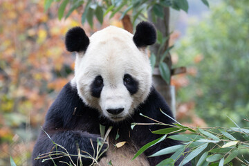 Close up Giant Panda, Shenshuping, Wolong Panda Base