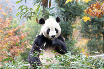 Obraz premium Close up Giant Panda, Shenshuping, Wolong Panda Base