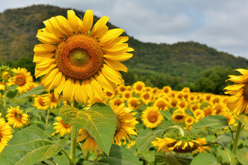 Fototapeta premium sunflowers blossom in the field