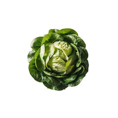 Obraz premium Fresh Green Butterhead Lettuce on White Background High Resolution