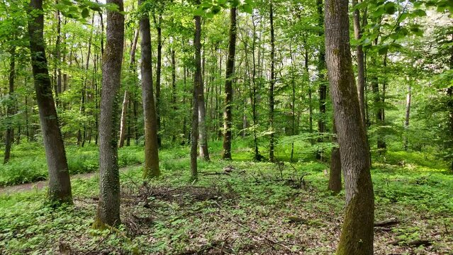 Wald