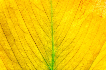 Obraz premium Macro photo of Autumn Foliage..Nature texture of leaf.Close-up of a colorful autumn leaf.Macro