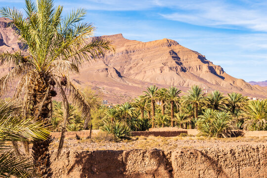 Palm trees in green oasis in desert arid landscape between Agdz and Zagora towns in Atlas Mountains, Morocco, North Africa