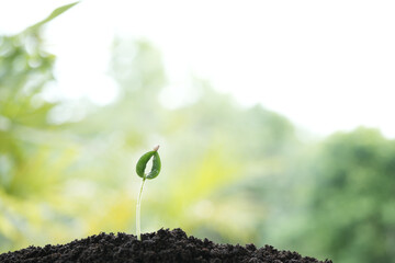 Growing sapping plant at day light