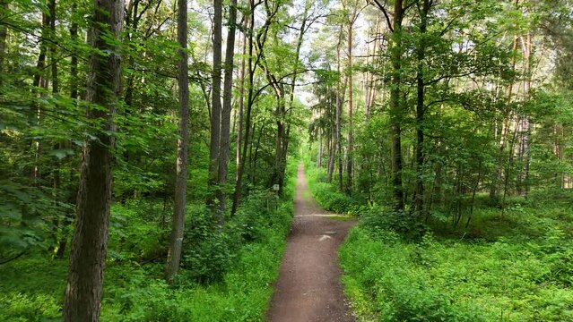 Waldweg