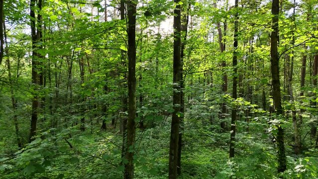 Wald
