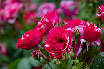 薔薇・バラ・ばら