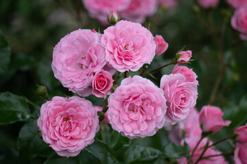 薔薇・バラ・ばら