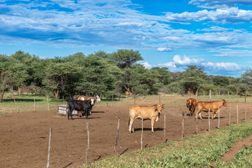 Cattle on a farm north of Otjiwarongo, Namibia