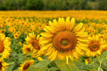 Fototapeta premium sunflowers blossom in the field