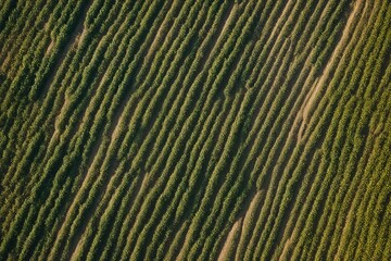 Fototapeta premium green texture