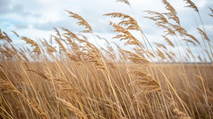 Fototapeta premium Dry tall grass swaying in the breeze
