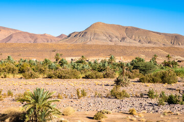 Palm trees in green oasis near Agdz town in desert landscape of Atlas Mountains, Morocco, North...