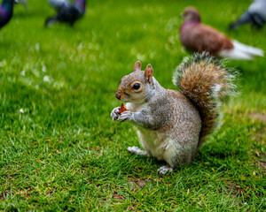 Squirrel perched on the grass near pigeons in the background, blurred, as it bites into a food item