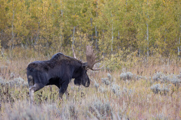Bull Moose During the Rut in Wyoming in Autumn