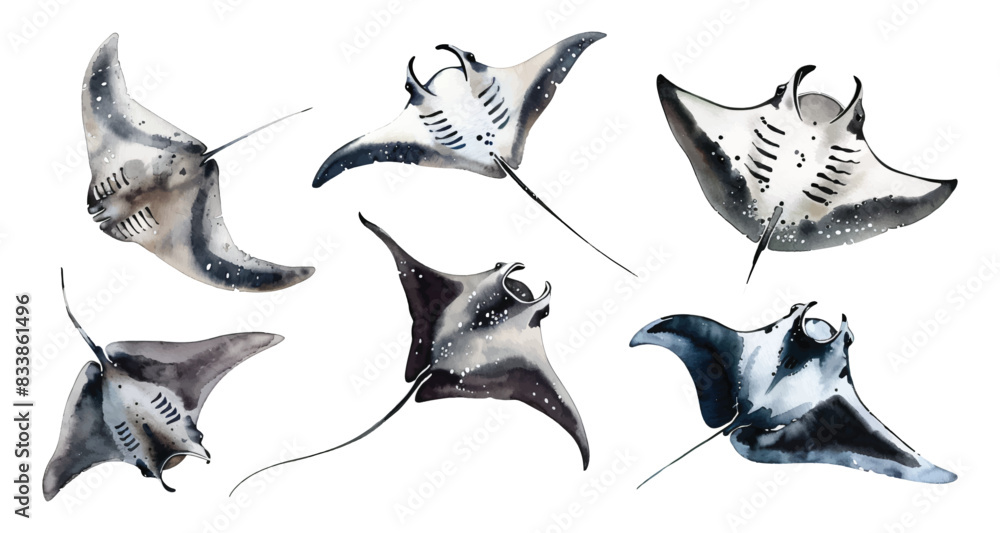 Wall mural set collection of hand drawn of stingray manta ray fishes sea animals floating underwater