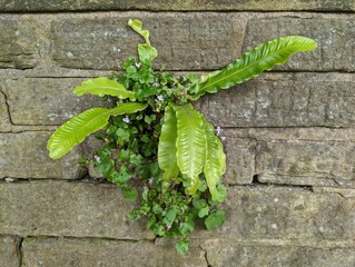 Ivy-leaved Toadflax (Cymbalaria Muralis) and Hart's Tongue Fern (Asplenium scolopendrium) growing from an old wall