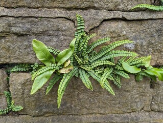 Ferns growing from an old wall - Maidenhair Spleenwort (Asplenium trichomanes) and Hart's Tongue fern (Asplenium scolopendrium)