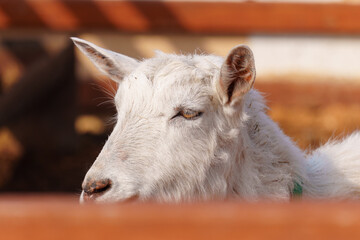 Close-up view of a curious goat surrounded by wooden fencing in a rustic pen.