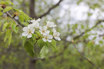 A closeup of pear blossoms in full bloom, with green leaves and white petals against a backdrop of blurred trees.