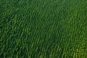 green grass background