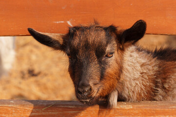 Goat peacefully grazing in field under the warm sunlight, showcasing its beauty and tranquility.