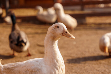 Ducks are gracefully standing side by side, showing off their vibrant feathers and tranquil demeanor on farm