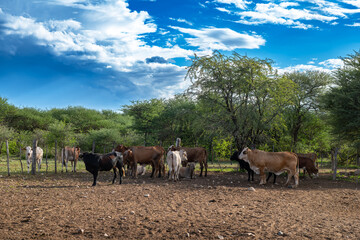 Cattle on a farm north of Otjiwarongo, Namibia