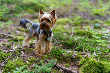 Little curious Yorkshire terrier on green grass in the forest