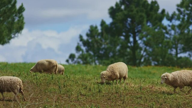 Three sheep are grazing in a grassy field