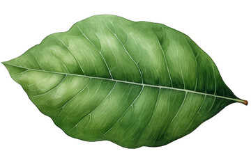 Close-up of a green leaf highlighting its texture and veins, isolated on a white background. Perfect for botanical and nature-themed projects.