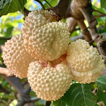 A cluster of white fruits with many small spikes on them