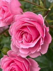 薔薇・バラ・ばら