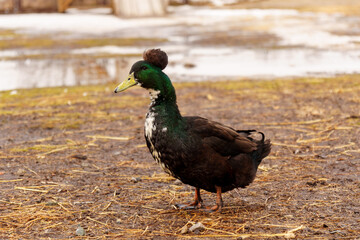 Duck meander through a dusty field, explore the surroundings on farm