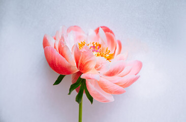 Coral peony flower against white wall. Birthday present concept.   Exotic flower petals texture.