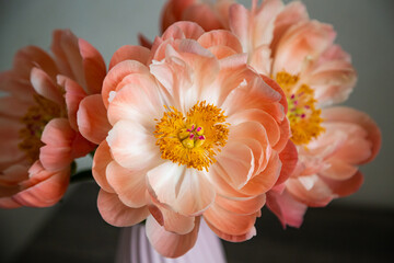 Coral peony bouquet in pink vase. Birthday present concept. Vertical photo. Florist shop