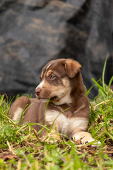 Portrait of a reddish dog on the grass looking to the side