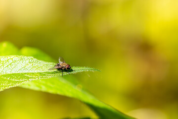 Cluster Fly on Leaf Bokeh Background