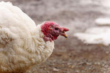 Turkey farm, turkey close-up, turkey rearing concept. Selective focus