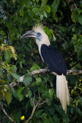 White-crowned Hornbill - Berenicornis comatus, unique beautiful hornbill endemic to tropical forests of South East Asia, Kinabatangan river, Borneo, Malaysia.