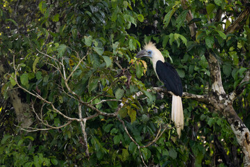 White-crowned Hornbill - Berenicornis comatus, unique beautiful hornbill endemic to tropical forests of South East Asia, Kinabatangan river, Borneo, Malaysia.