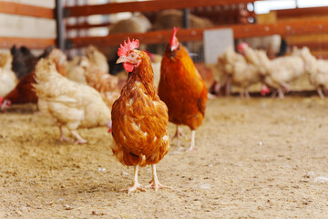 Chickens are seen standing on top of a dirt ground, pecking and scratching at the surface.