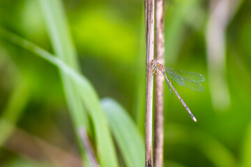 Damselfly Resting on a Stick