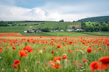 rote Klatschmohnwiese vor idyllischer Kellergasse im Weinviertel, Österreich