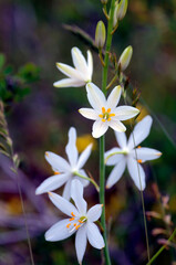 St Bernard's lily plant (Anthericum liliago) in flower