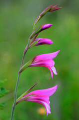 The beautiful wild gladiolus (Gladiolus illyricus) in flower with a green background